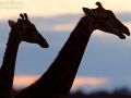 Giraffe / Giraffe / Giraffa camelopardis