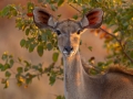 Großer Kudu / Greater Kudu / Tragelaphus trepsiceros