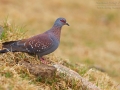Guineataube / Speckled Pigeon / Columba guinea