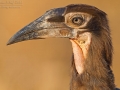 Kaffernhornrabe / Southern Ground Hornbill / Bucorvus cafer