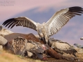 Kapgeier / Cape Vulture / Gyps coprotheres