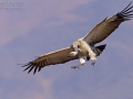 Kapgeier / Cape Vulture / Gyps coprotheres