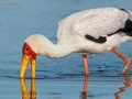 Nimmersatt / Yellow-billed Stork / Mycteria ibis