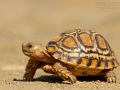 Pantherschildkröte / Leopard tortoise / Stigmochelys pardalis