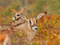 Pferdeantilope / Roan Antelope / Hippotragus equinus