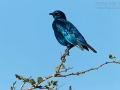 Rotschulter-Glanzstar /  Red-shouldered Glossy Starling / Lamprotornis nitens