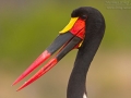Sattelstorch / Saddle-billed Stork / Ephippiorhynchus senegalensis