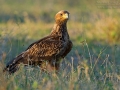 Savannenadler / Tawny Eagle / Aquila rapax