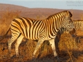 Steppenzebra / Burchell's Zebra / Equus quagga
