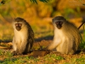 Südliche Grünmeerkatze / Vervet Monkey / Chlorocebus pygerythrus,