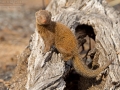 Südliche Zwergmanguste / Common Dwarf Mongoose / Helogale parvula