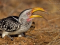 Südlicher Gelbschnabeltoko / Southern Yellow-billed Hornbill / Tockus leucomelas
