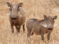 Warzenschwein / Warthog /  Phacochoerus africanus