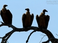 Weißrückengeier / White-backed Vulture / Gyps africanus