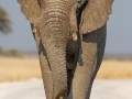 Afrikanischer Elefant, African Bush Elephant, Loxodonta africana