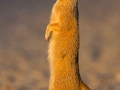 Fuchsmanguste, Yellow Mongoose, Cynictis penicillata