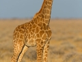 Giraffe, Giraffe, Giraffa camelopardalis