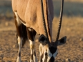 Spießbock, Gemsbock, Oryx gazella