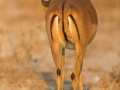 Schwarznasenimpala, Black-faced Impala, Aepyceros melampus petersi