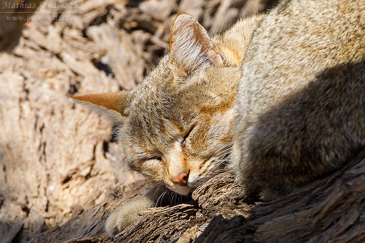 Falbkatze, African Wildcat, Felis silvestris lybica