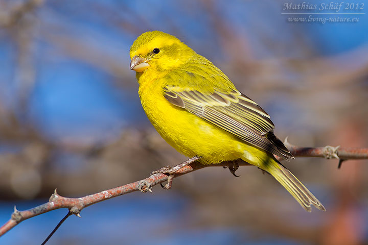 Gelbbauchgirlitz, Yellow Canary, Serinus flaviventris