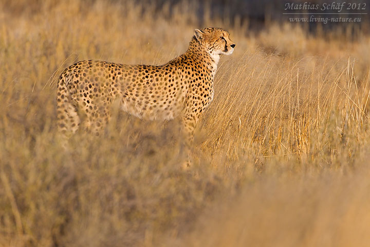 Gepard, Acinonyx jubatus, cheetah, guepardo, chita, guépard