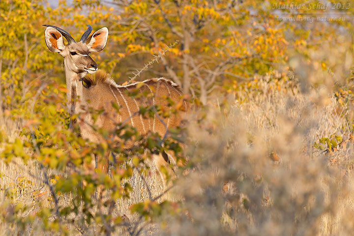 Großer Kudu, Greater Kudu, Tragelaphus trepsiceros