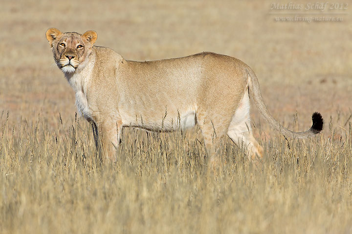 Löwe, Lion, Panthera leo