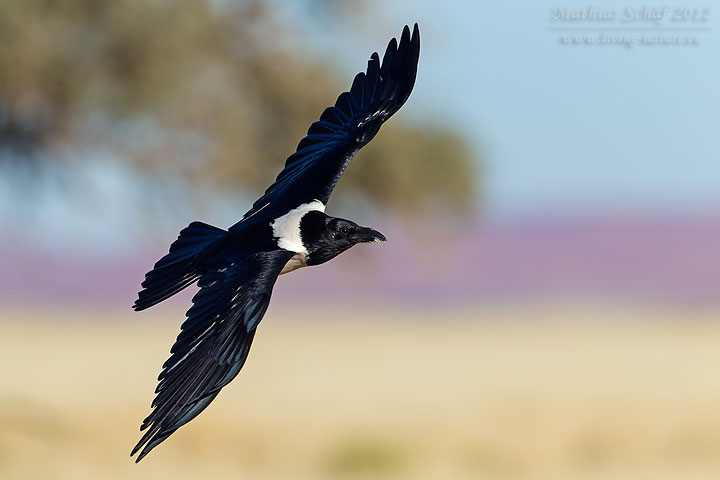 Schildrabe, Pied Crow, Corvus albus