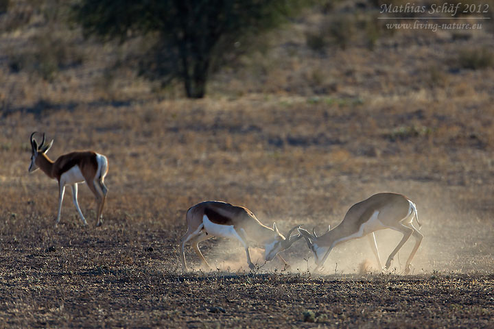 Springbock, Springbok, Antidorcas marsupialis