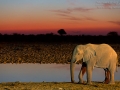 Afrikanischer Elefant, African Bush Elephant, Loxodonta africana