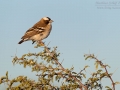 Augenbrauenmahali, White-browed Sparrow Weaver, Plocepasser mahali
