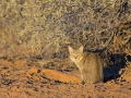Falbkatze, African Wildcat, Felis silvestris lybica