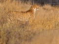 Gepard, Acinonyx jubatus, cheetah, guepardo, chita, guépard