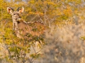 Großer Kudu, Greater Kudu, Tragelaphus trepsiceros