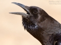 Kapkrähe, Black Crow, Cape Crow, Corvus capensis