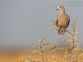 Gurrtaube, Ring-necked Dove, Streptopelia capicola