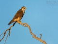 Lannerfalke, Lanner Falcon,  Falco biarmicus