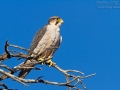 Lannerfalke, Lanner Falcon,  Falco biarmicus