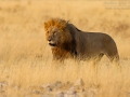 Löwe, Lion, Panthera leo
