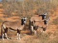 Spießbock, Gemsbock, Oryx gazella