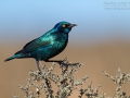 Rotschulter-Glanzstar, Red-shouldered Glossy Starling, Lamprotornis nitens