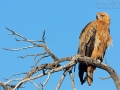 Savannenadler, Tawny Eagle, Aquila rapax