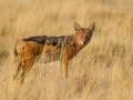 Schabrackenschakal, Black-backed jackal, Canis mesomelas