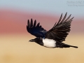 Schildrabe, Pied Crow, Corvus albus