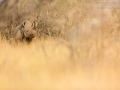 Spitzmaulnashorn, Black Rhinoceros, Diceros bicornis