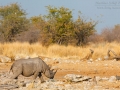 Spitzmaulnashorn, Black Rhinoceros, Diceros bicornis