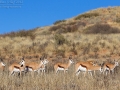 Springbock, Springbok, Antidorcas marsupialis