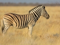 Steppenzebra, Burchell's zebra, Equus quagga