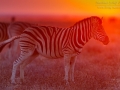 Steppenzebra, Burchell's zebra, Equus quagga